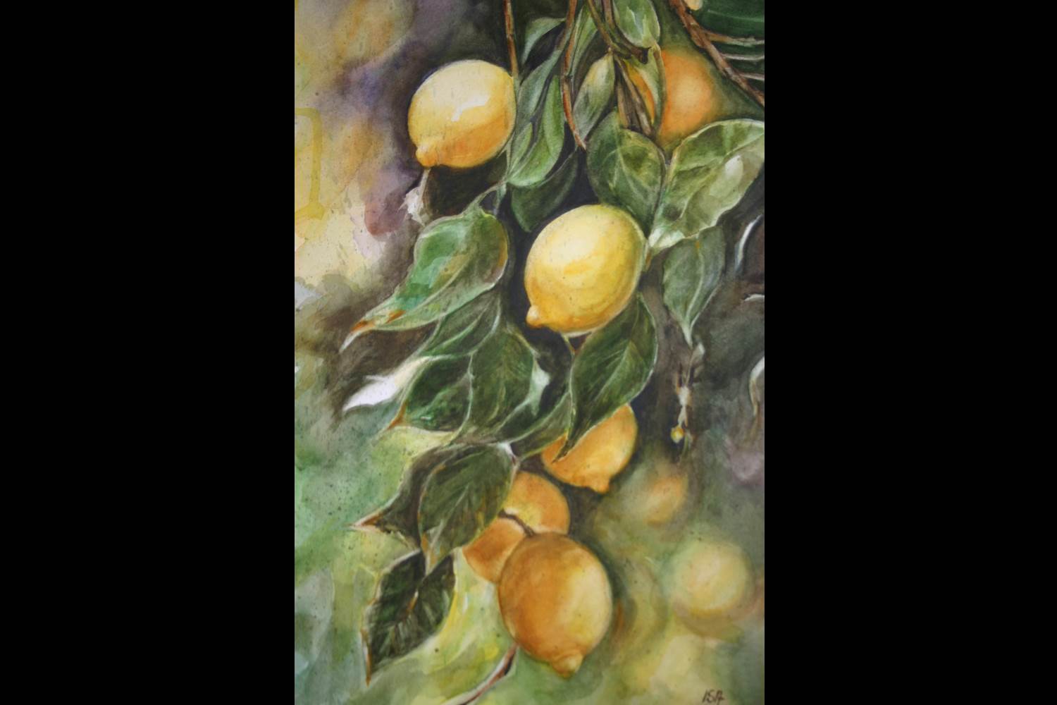 Limoni (35x50)